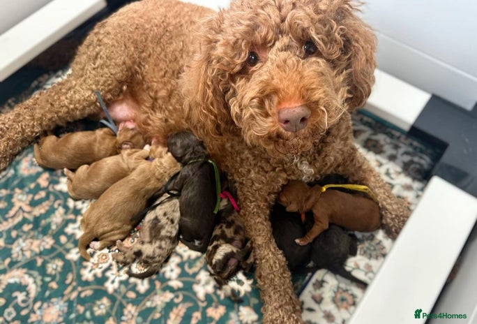 Labradoodle dogs - Advert 1