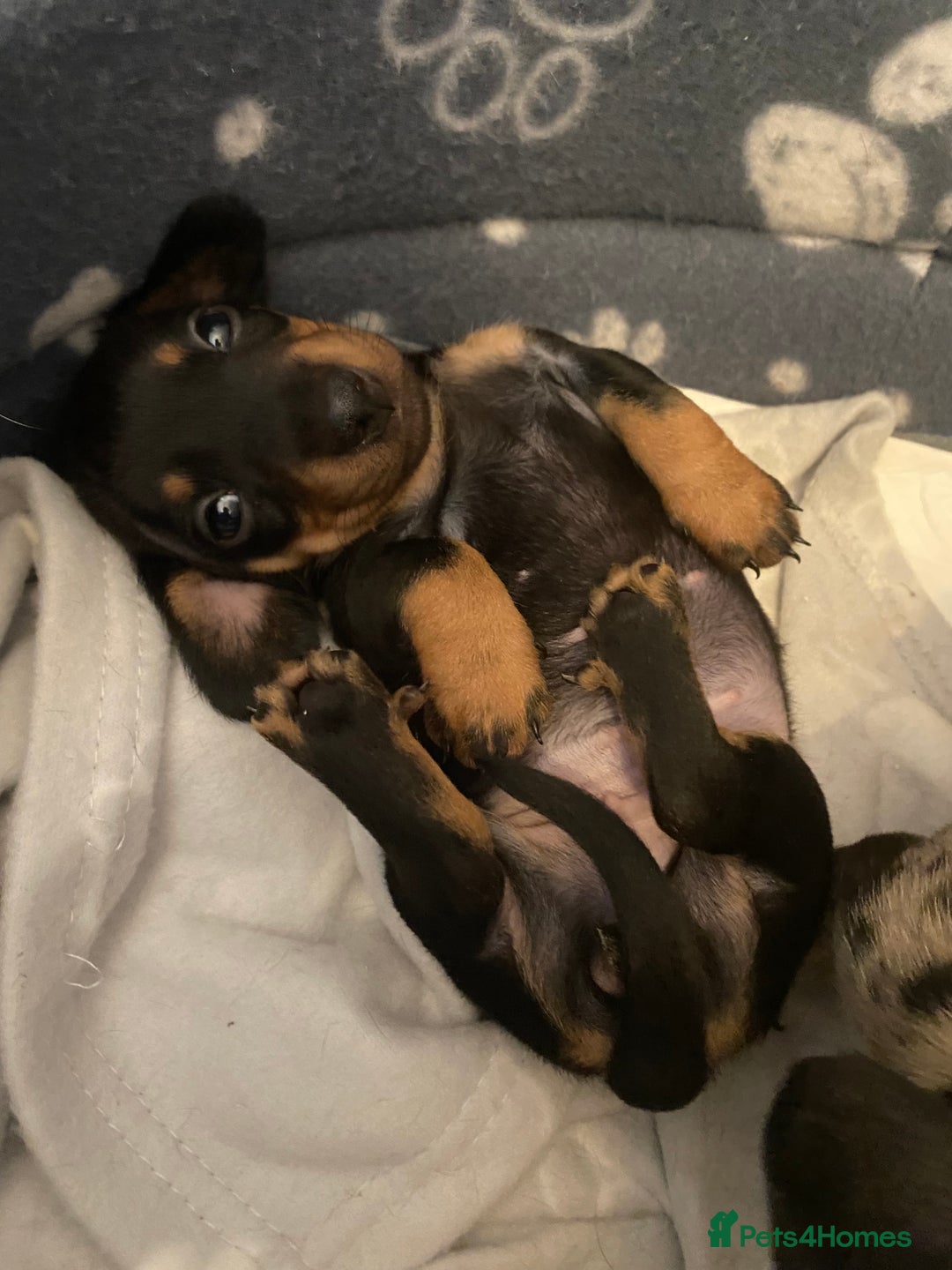 Miniature Dachshund dogs for sale: REDUCED One female stunning miniature dachshund - Advert 16
