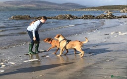 Labrador Retriever dogs for sale: Beautiful KC reg Labrador puppies - Image 17