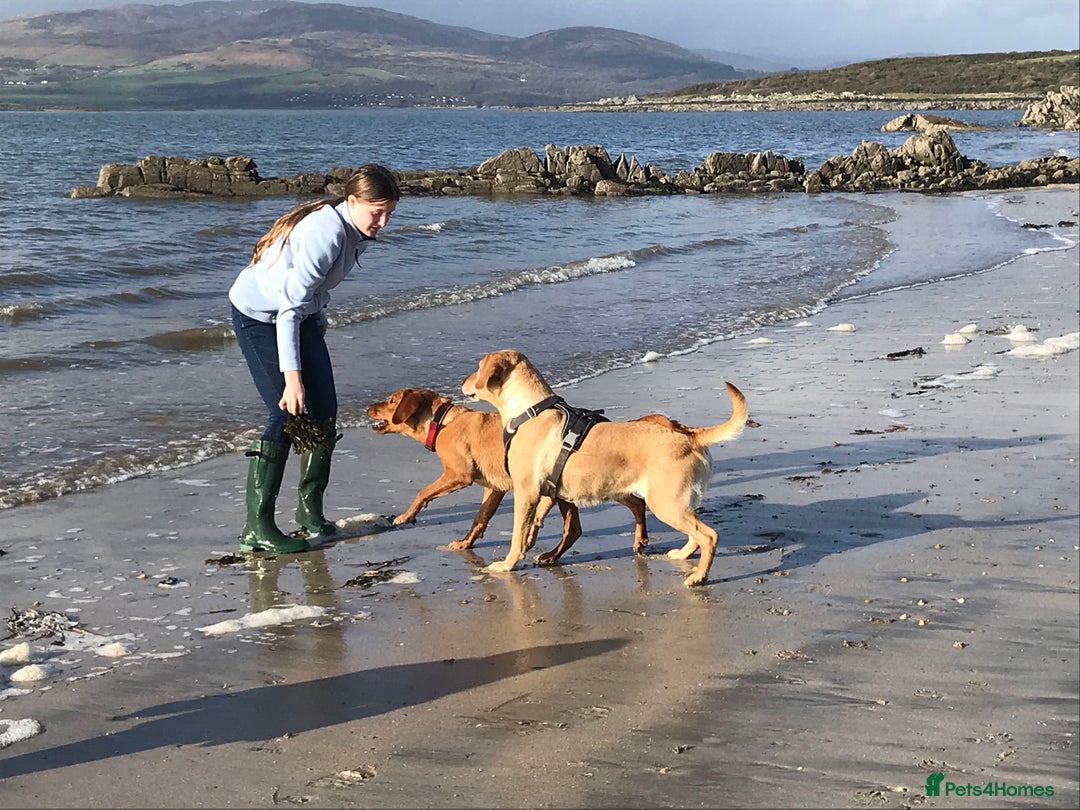 Labrador Retriever dogs for sale: Beautiful KC reg Labrador puppies - Image 17