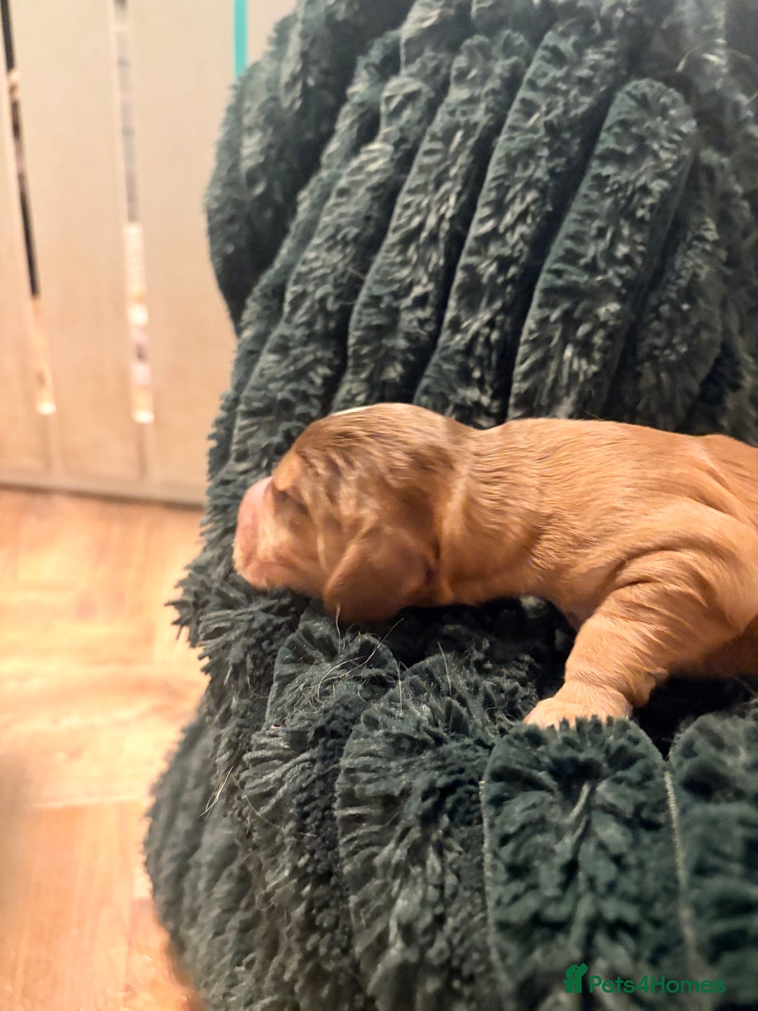 Cocker Spaniel dogs for sale: ✨ Gorgeous Litter of 6 Show Cocker Spaniels✨ - Image 10