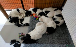 English Springer Spaniel dogs for sale:  Bw Springer spaniel puppies  - Advert 17