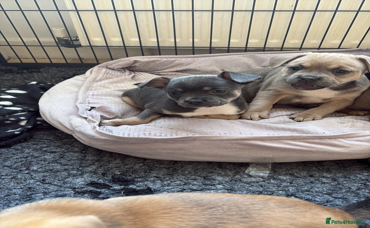 Mixed Breed dogs - Advert 14