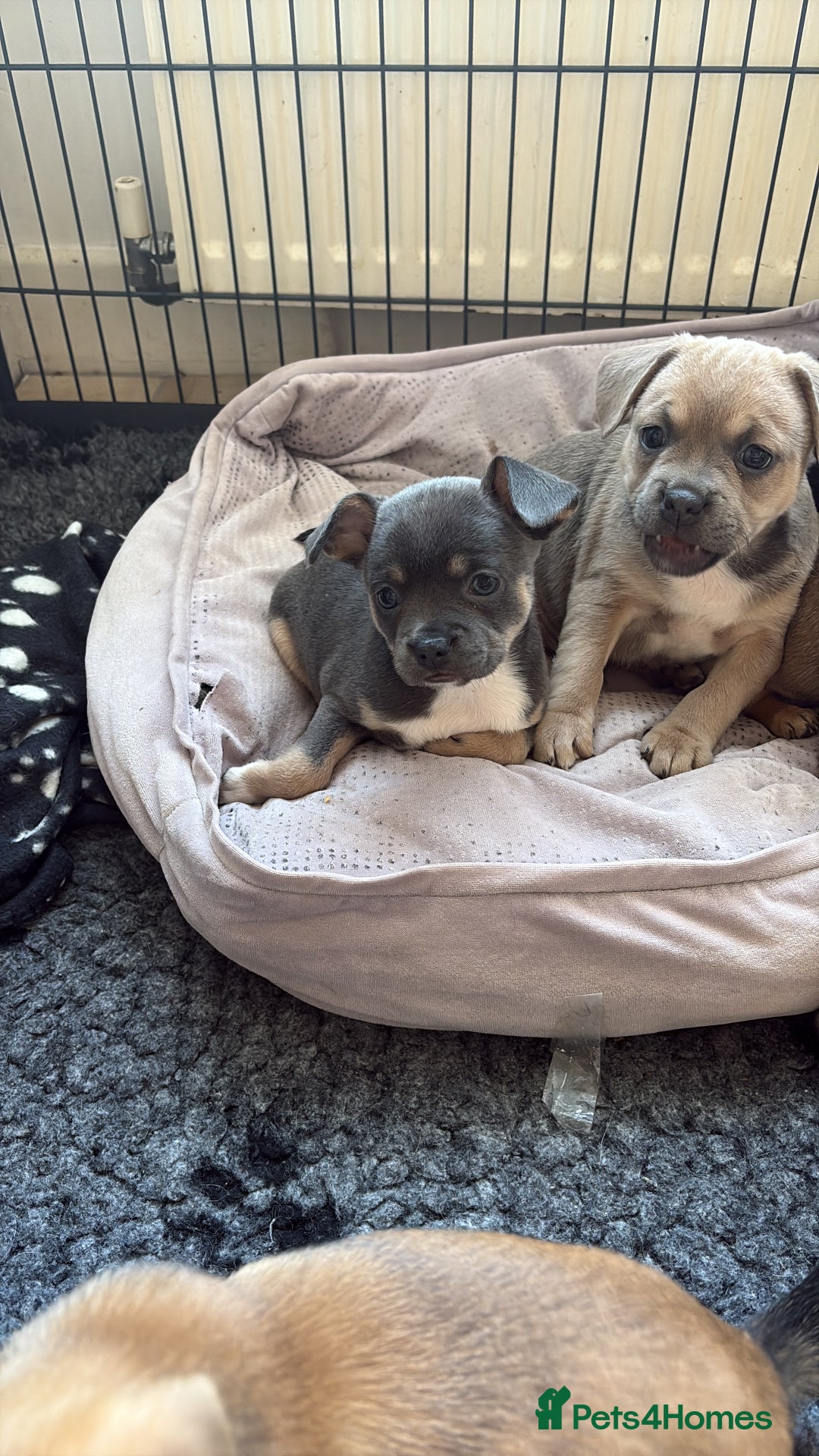 Mixed Breed dogs for sale: French bullhuahua - Image 5