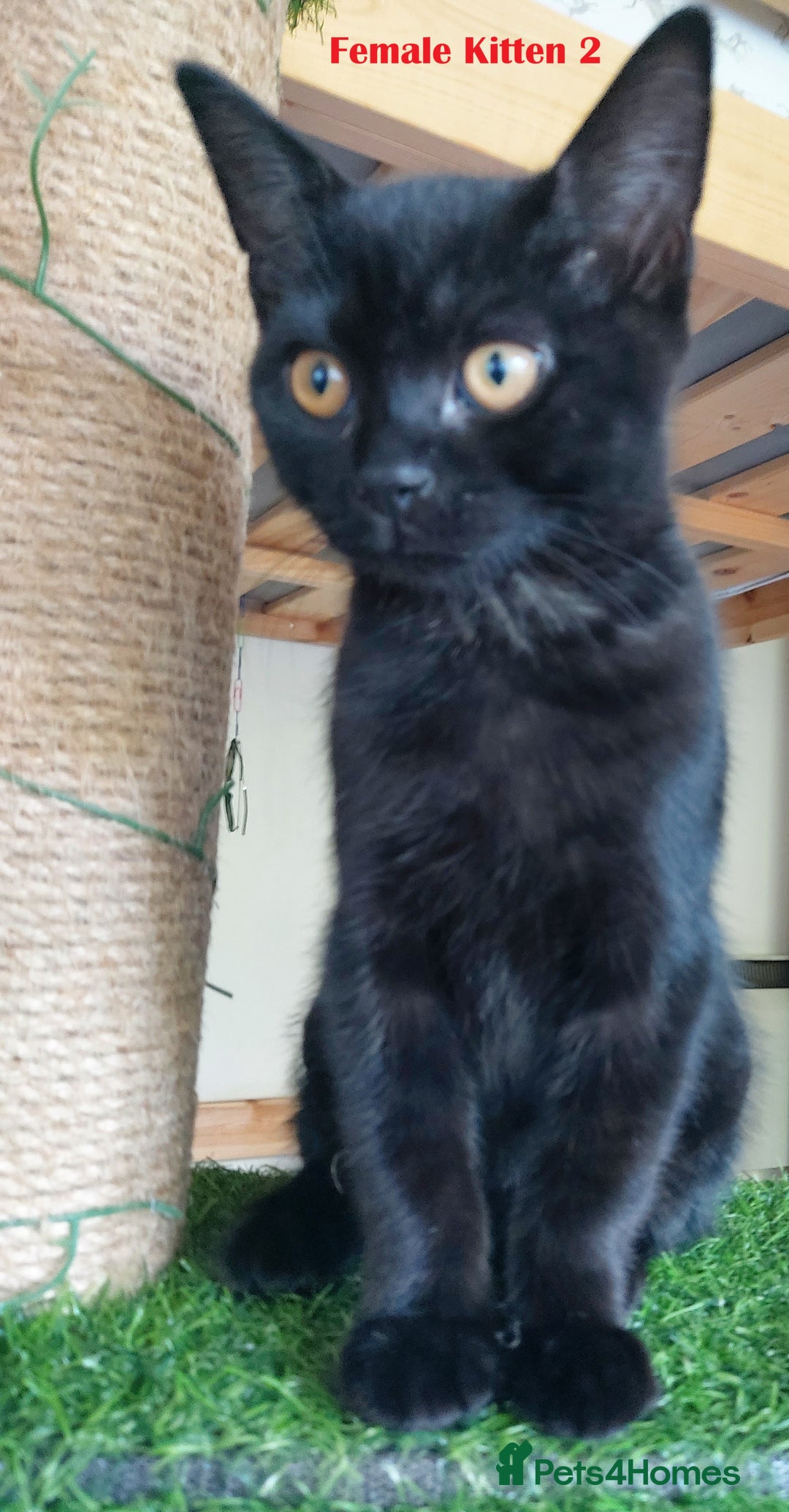 Mixed Breed cats for sale: 3 kittens for sale-mother British Shorthair  - Image 5