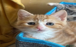 Domestic Shorthair cats for adoption: -Adopt from Cats in Crisis East London  - Image 10