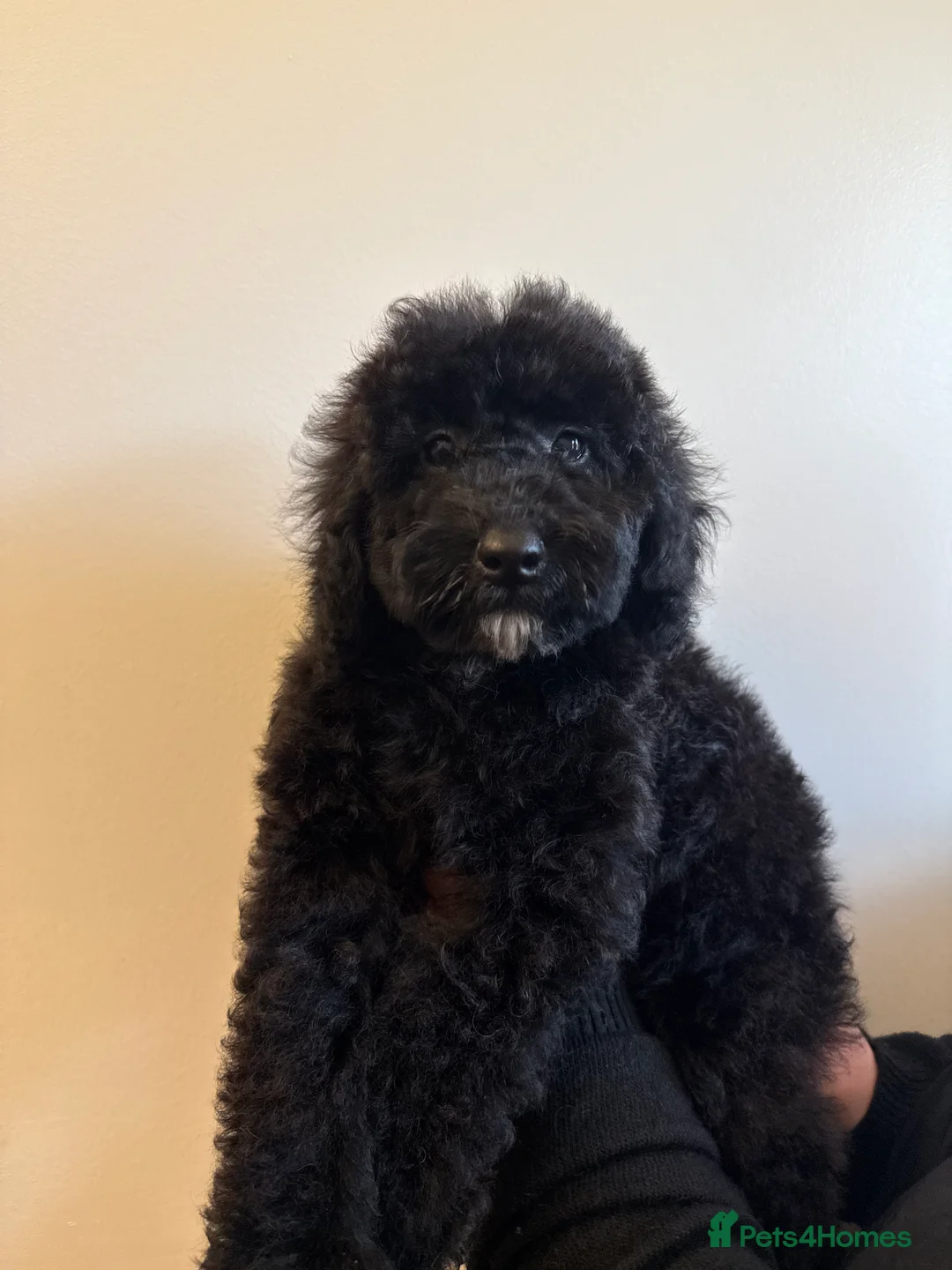 Australian Labradoodle dogs for sale: Health Tested multigen Australian labradoodles  in Ware - Advert 4