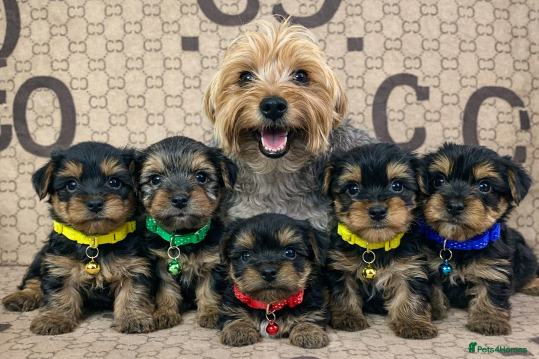 Yorkshire Terrier dogs for sale: Beautiful Yorkshire Terrier Puppies  - Advert 1