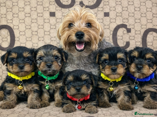 Yorkshire Terrier dogs Beautiful Yorkshire Terrier Puppies - Advert 10