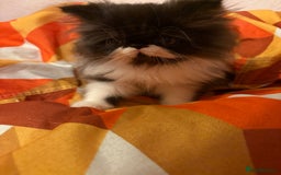 Persian cats for sale: Persian Male kitten  - Image 4