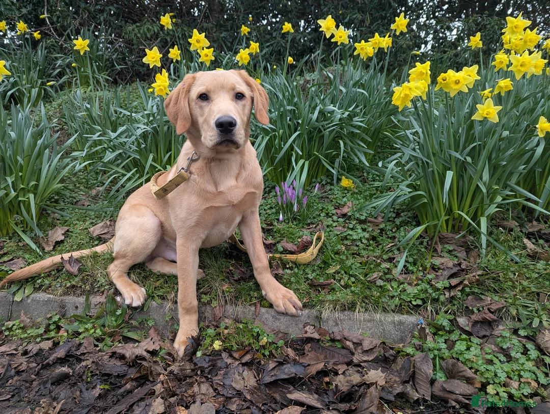 Labrador Retriever dogs for sale: 6 month old yellow lab in Wrexham - Advert 1