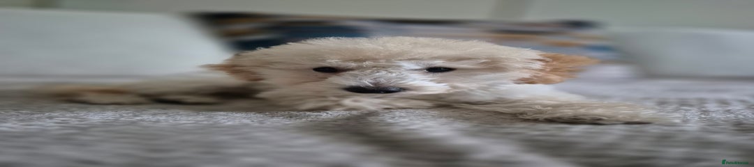 Miniature Poodle Puppy 1