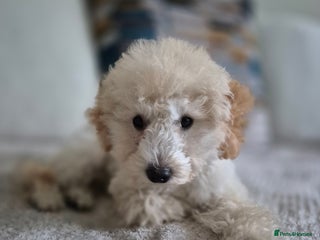 Miniature Poodle dogs - Advert 17
