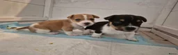 Jack Russell dogs for sale: Short legged jack russels in Harwich - Advert 8