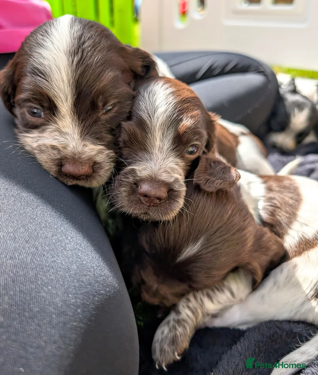 Sprocker dogs for sale: F2 Sprocker Puppies - Growing beautifully 🤎🖤🐾  - Advert 21