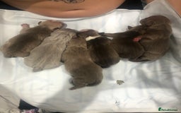 Mixed Breed dogs for sale: Pocket bully’s  - Image 5
