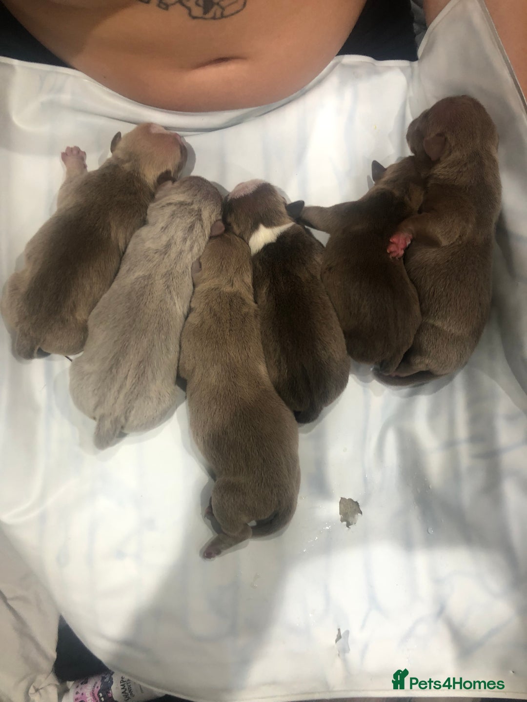 Mixed Breed dogs for sale: Pocket bully’s  - Image 5