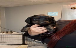 Dachshund dogs for sale: Long haired dachshund  - Image 2
