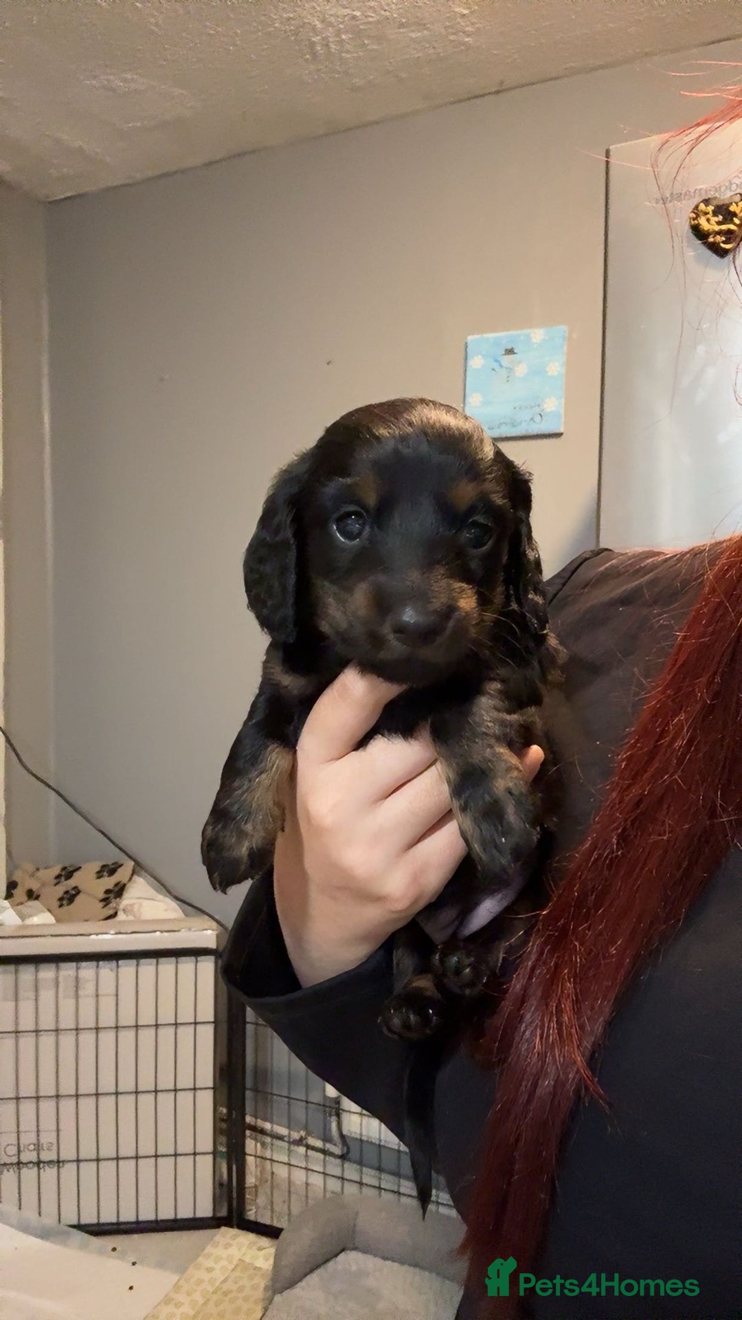Dachshund dogs for sale: Long haired dachshund  - Image 2