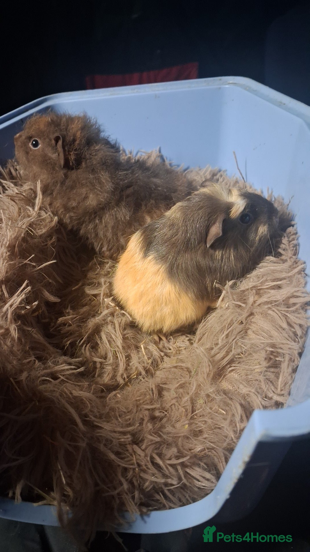 Guinea Pig rodents for sale: 2 male guinea pigs for sale in Stoke-on-Trent - Advert 1