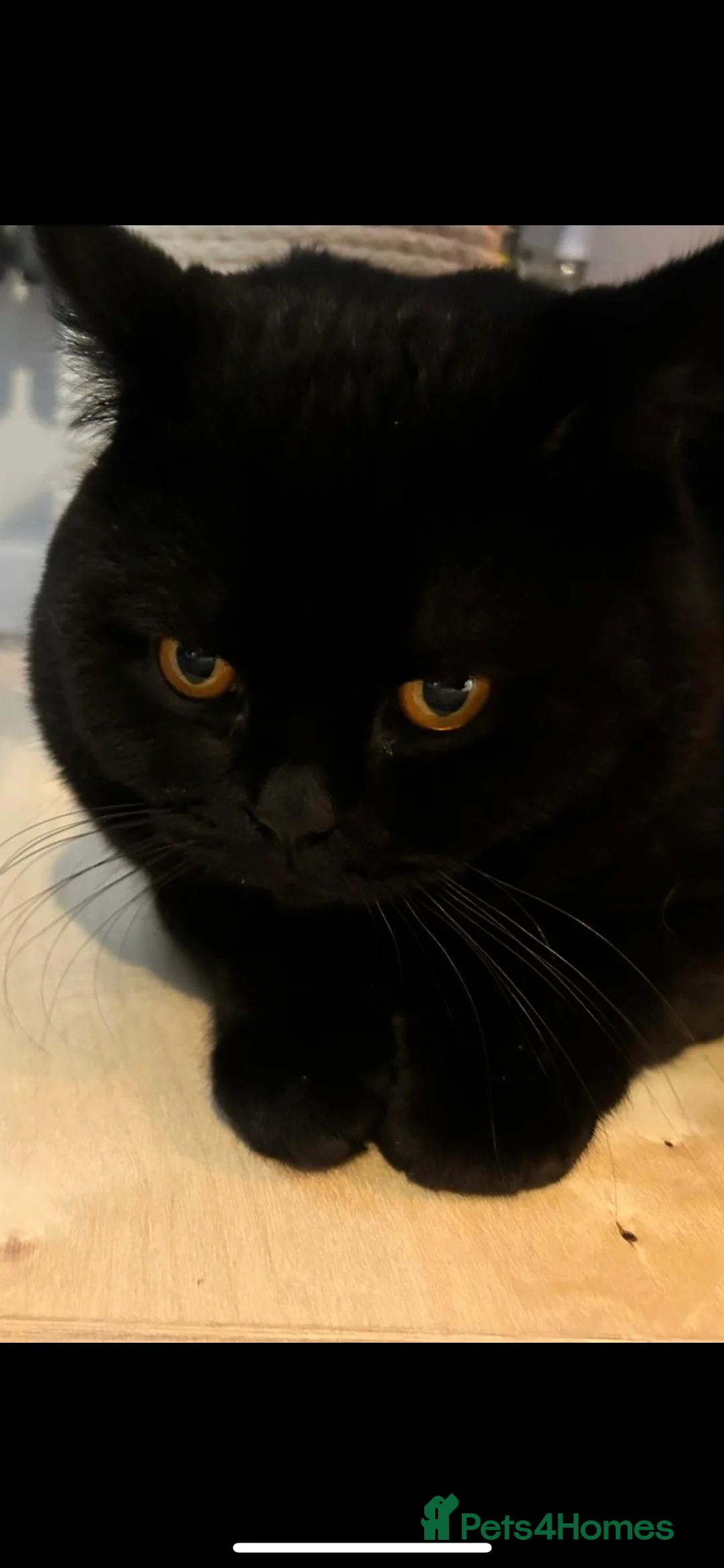 British Shorthair cats for stud: Black BSH British TICA & GCCF REG TOP QUALITY STUD in Rochdale - Advert 7