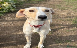 Lurcher dogs for sale: Sandy & White Lurcher  - Image 1