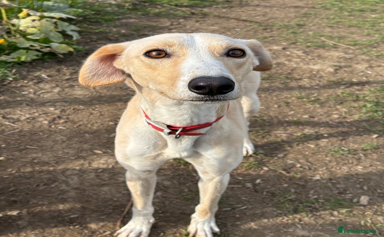 Lurcher dogs - Advert 1