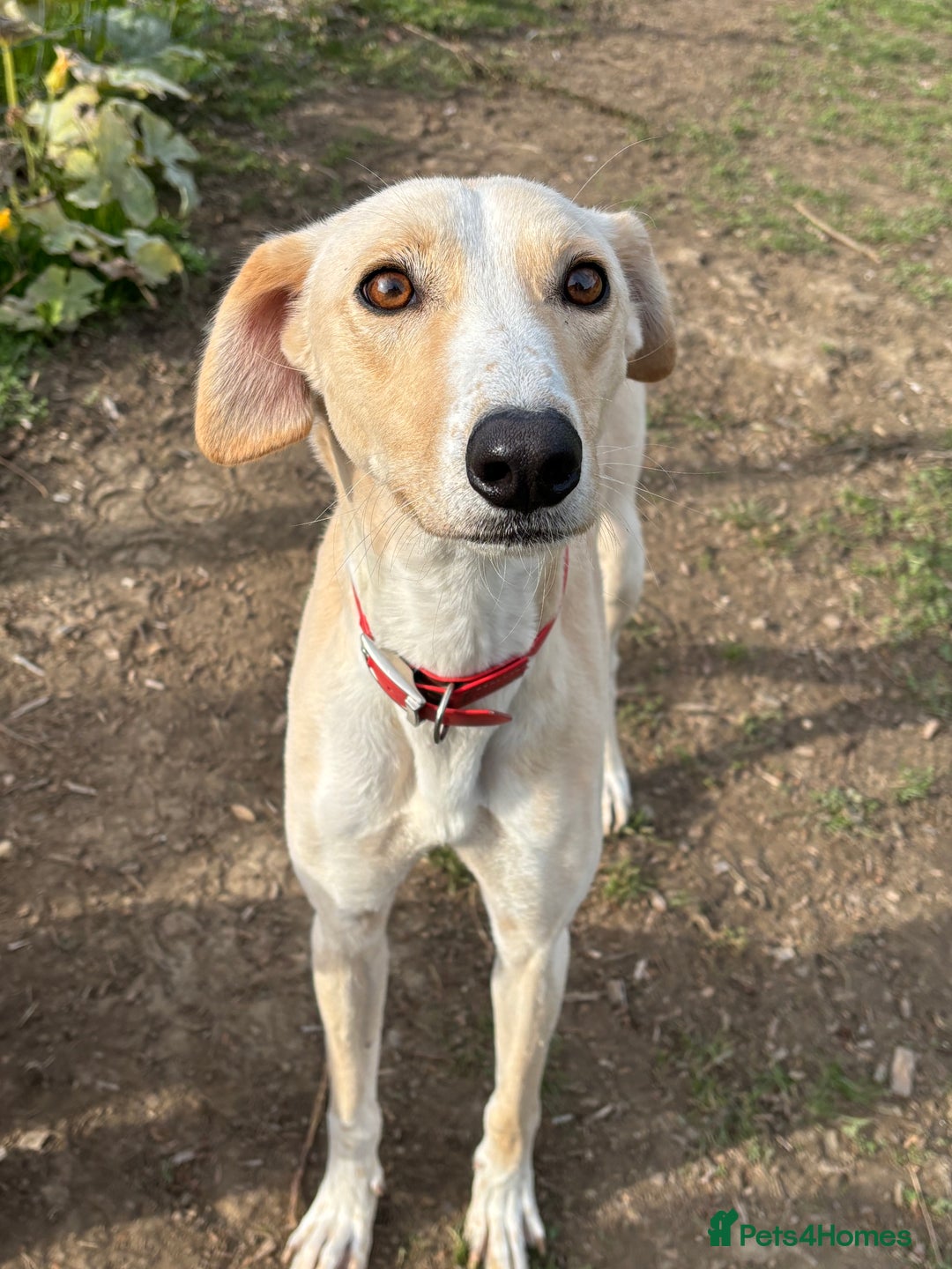 Lurcher dogs for sale: Sandy & White Lurcher  - Image 1