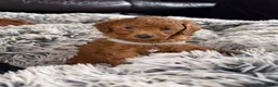 Toy Poodle dogs for sale: Gorgeous PureBred Toy Poodle Pups😍🐶 in Manchester - Advert 17