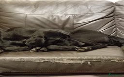 Labrador Retriever dogs for sale: Beautiful kc working Labradors - Image 8