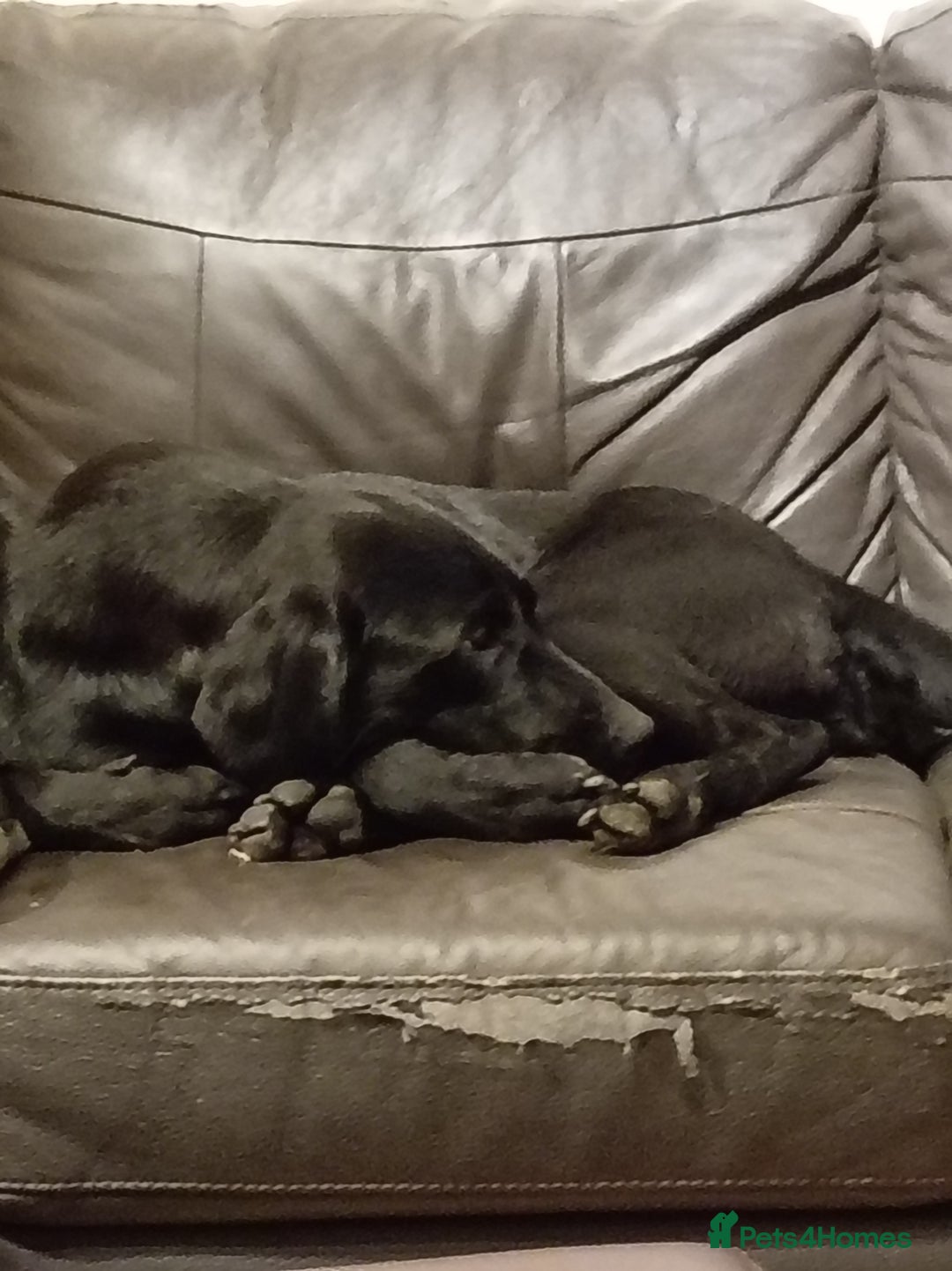 Labrador Retriever dogs for sale: Beautiful kc working Labradors - Image 8