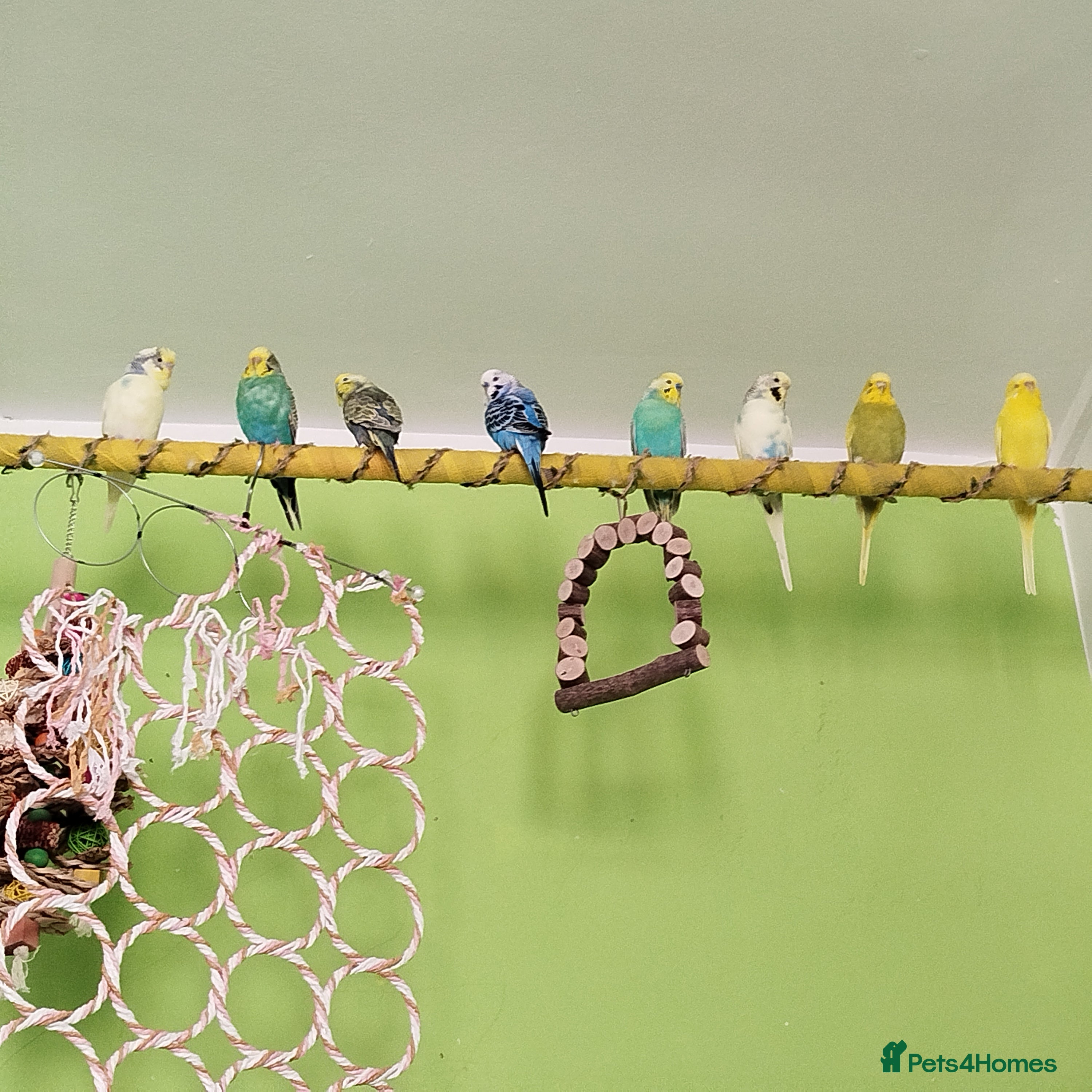 Budgerigars birds Eight Vibrant Budgies (EVERYTHING INCLUDED) in Haverfordwest - Advert 4