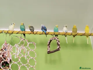 Budgerigars birds Eight Vibrant Budgies (EVERYTHING INCLUDED) in Haverfordwest - Advert 4