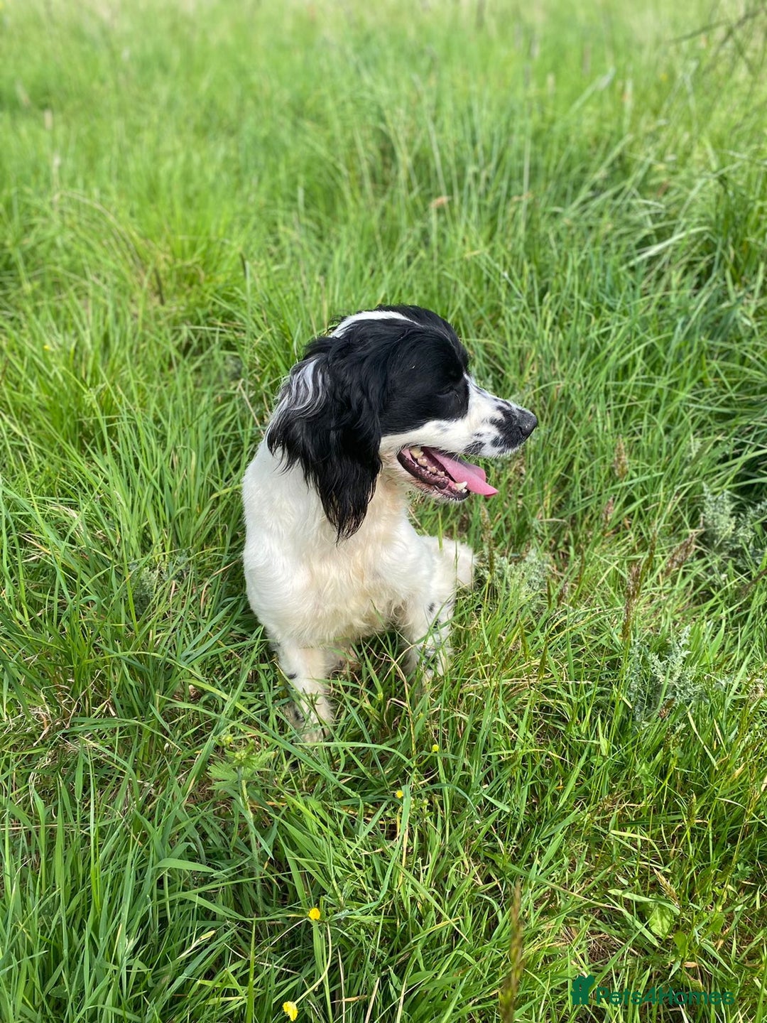 English Springer Spaniel dogs for sale: Speckled mixed colour ESS pups,TESTED PARENTS - Image 23