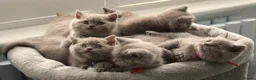 British Shorthair cats for sale: Beautiful Pure Breed ✨ British Shorthair Kittens ⭐ - Advert 4
