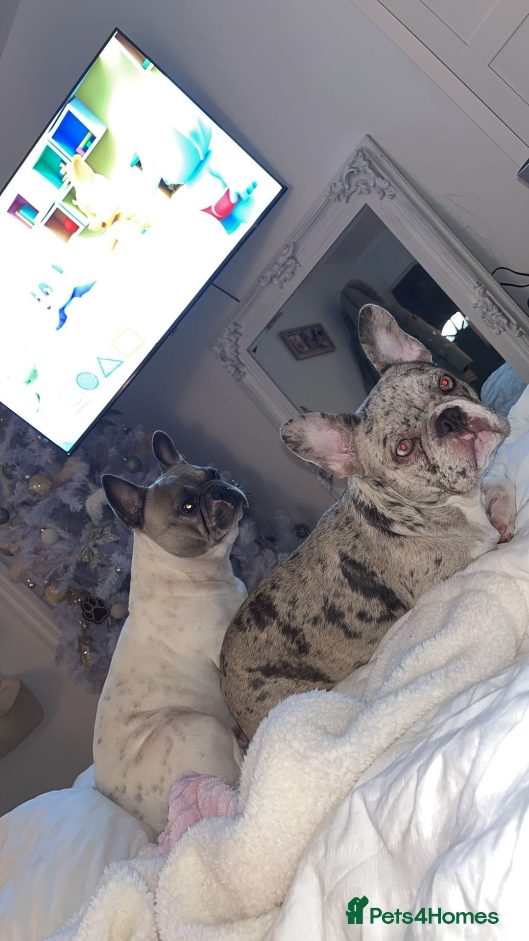 French Bulldog dogs for sale: female merle French bulldog - Image 4