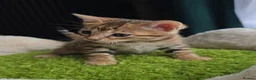 Bengal cats for sale: Outstanding rosetted brown bengal girls and boys🔥 - Advert 22