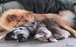 Chow Chow dogs for stud: Blue Chow Chow Stud | Can Travel - Image 7