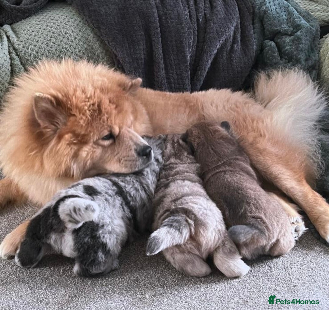 Chow Chow dogs for stud: Blue Chow Chow Stud | Can Travel - Image 7