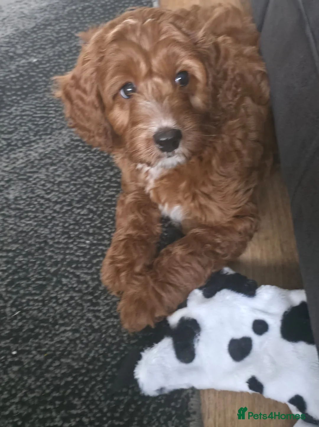 Cockapoo dogs for sale: Toy Cockapoo - Advert 1