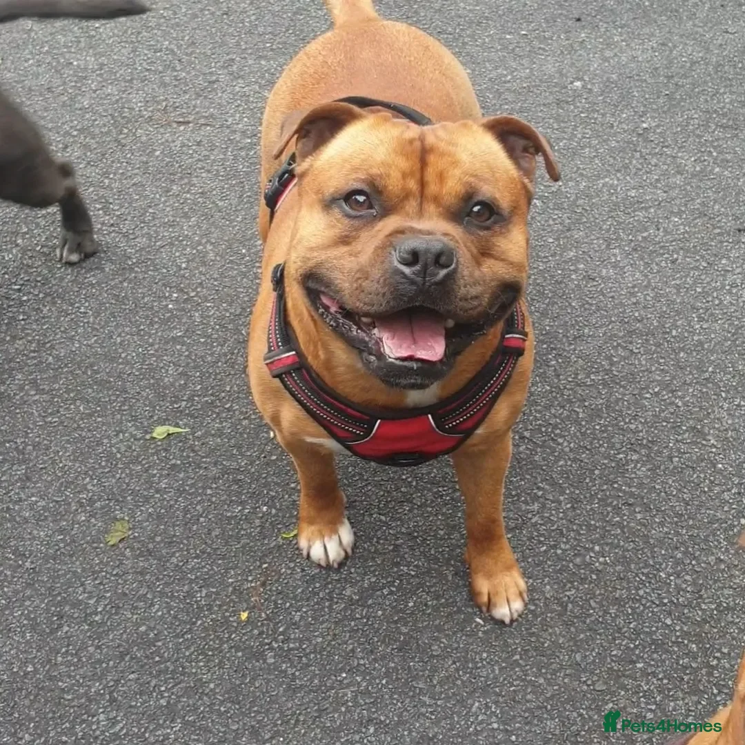 Staffordshire Bull Terrier dogs for stud: 🇬🇧THE RED DREAM TEAM🇬🇧 Exceptional Temprements in Rochdale - Advert 9