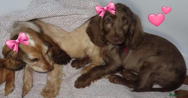Cocker Spaniel dogs - Advert 7