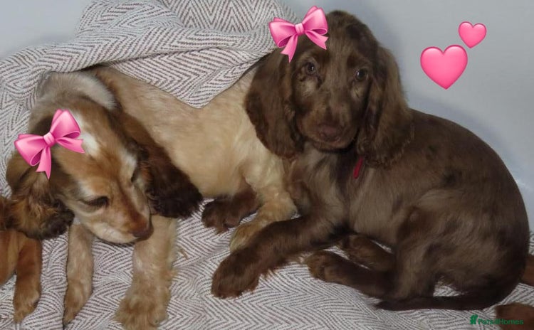 Cocker Spaniel dogs - Advert 3