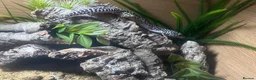 Leopard Gecko reptiles for sale: Full set up with Female Mack snow leopard gecko - Advert 3