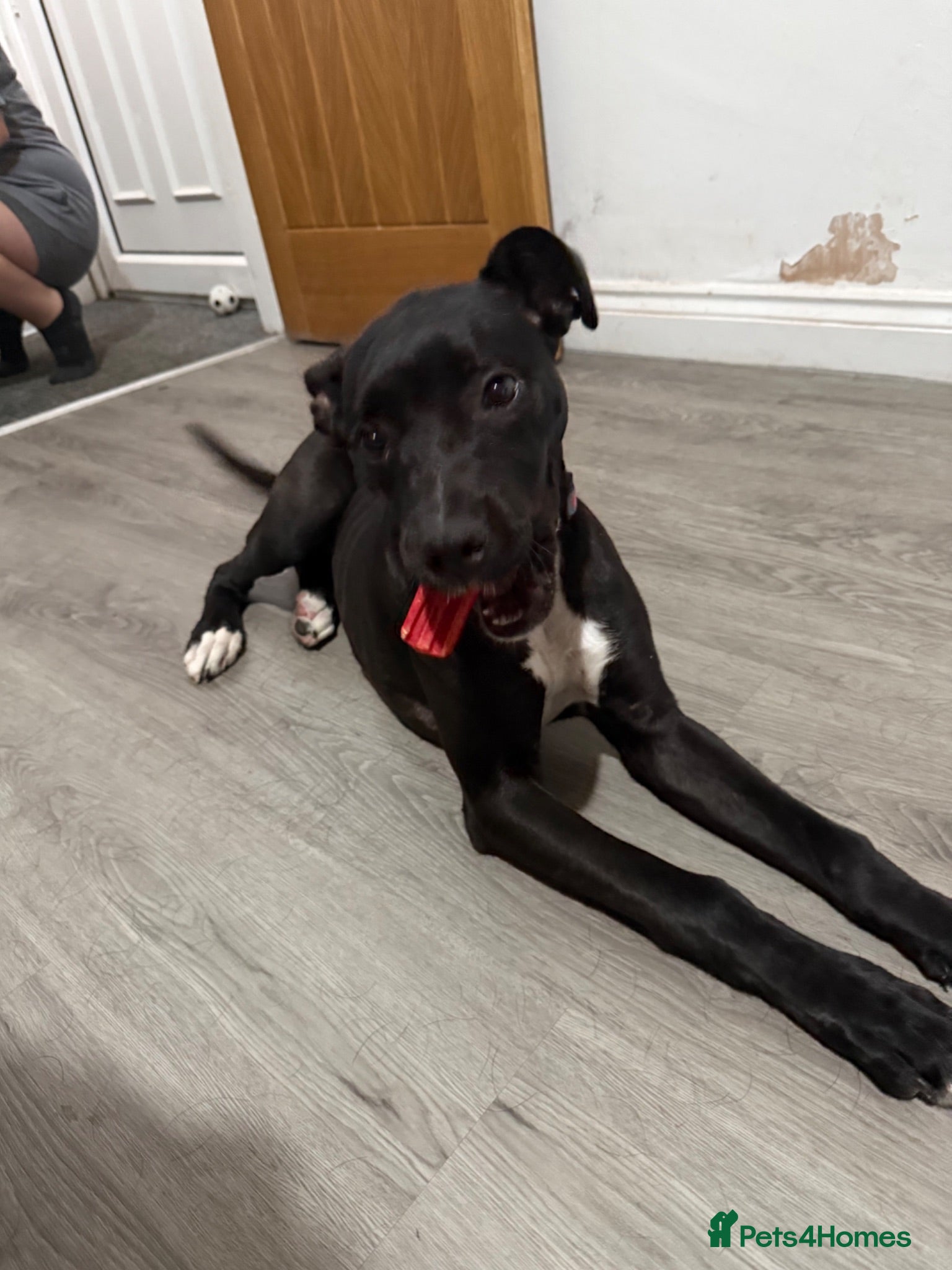 Mixed Breed dogs Lottie - cane corso puppy  - Advert 1