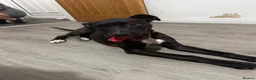 Mixed Breed dogs for sale: Lottie - cane corso puppy  in Burnley - Advert 1