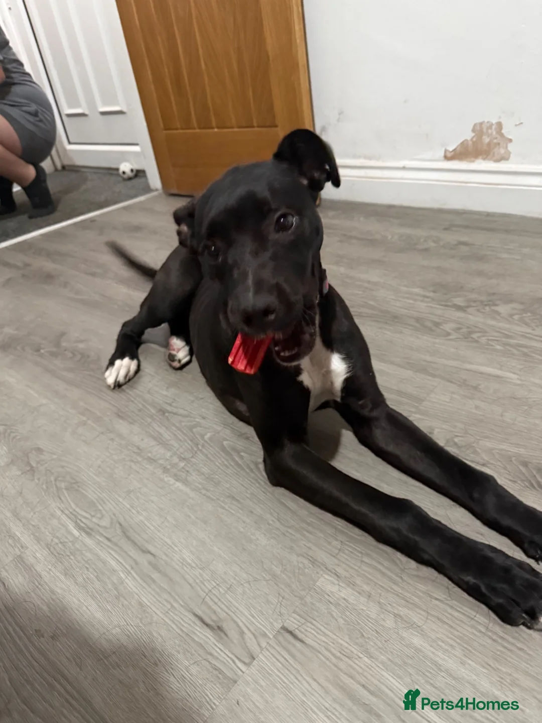 Mixed Breed dogs for sale: Lottie - cane corso puppy  in Burnley - Advert 1