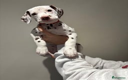 Dalmatian dogs for sale: 1 DALMATIAN LEFT READY NOW - Image 10