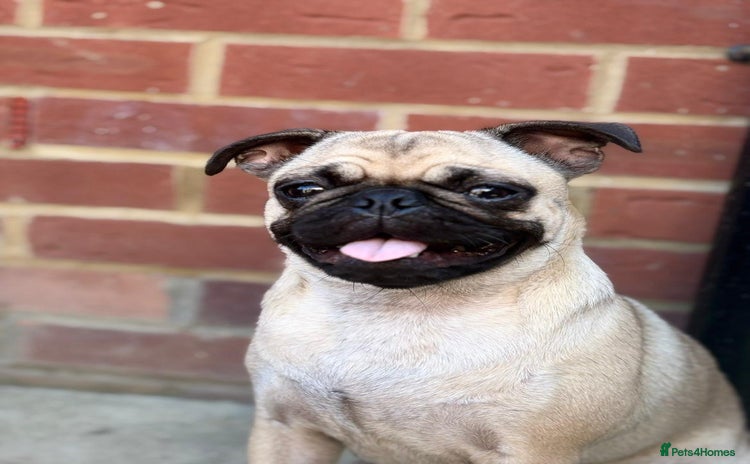 Frug dogs - Advert 2
