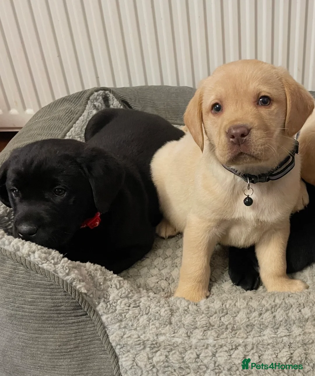 Labrador Retriever dogs for sale: Labrador puppies - Advert 4